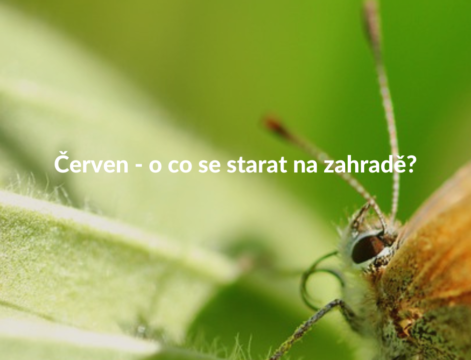 Červen - o co se starat na zahradě?