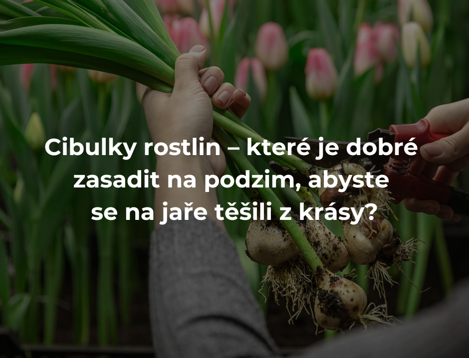 Cibulky rostlin – které je dobré zasadit na podzim, abyste se na jaře těšili z krásy?