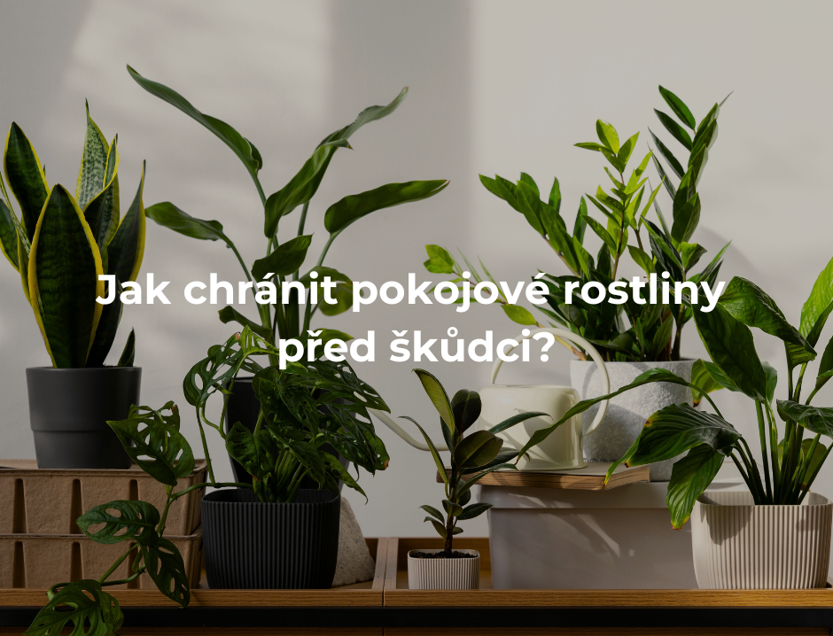 Jak chránit pokojové rostliny před škůdci?