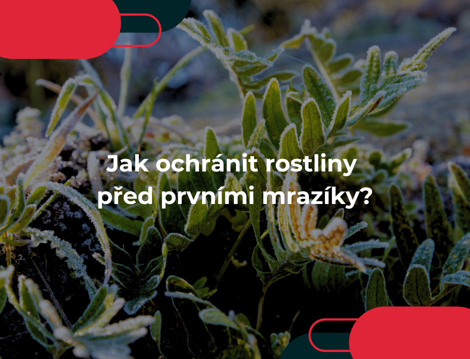 Jak ochránit rostliny před prvními mrazíky?
